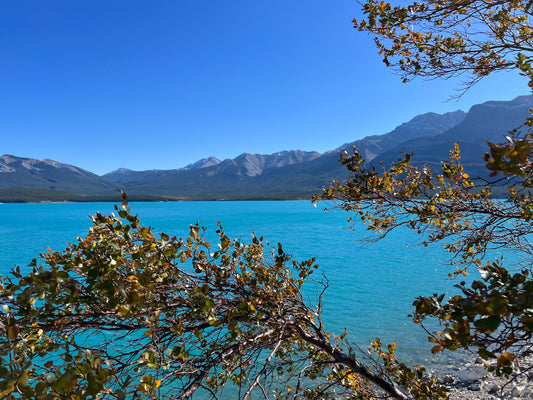 Abraham Lake With Fall Colours